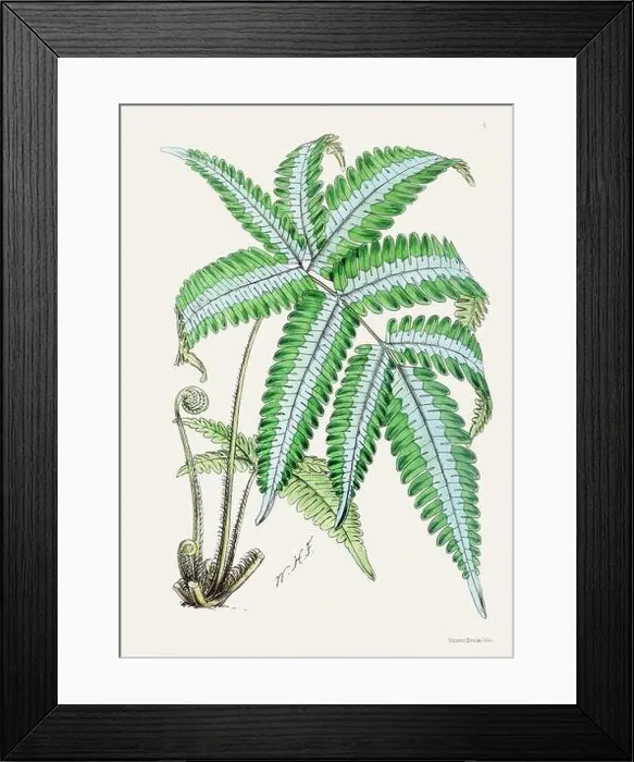 Framed Print : Vintage flower illustration Framed Print : Vintage flower illustration