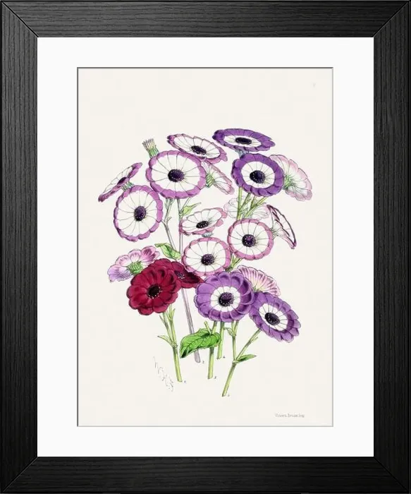 Framed Print : Vintage flower illustration Framed Print : Vintage flower illustration