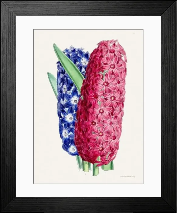 Framed Print : Vintage flower illustration Framed Print : Vintage flower illustration