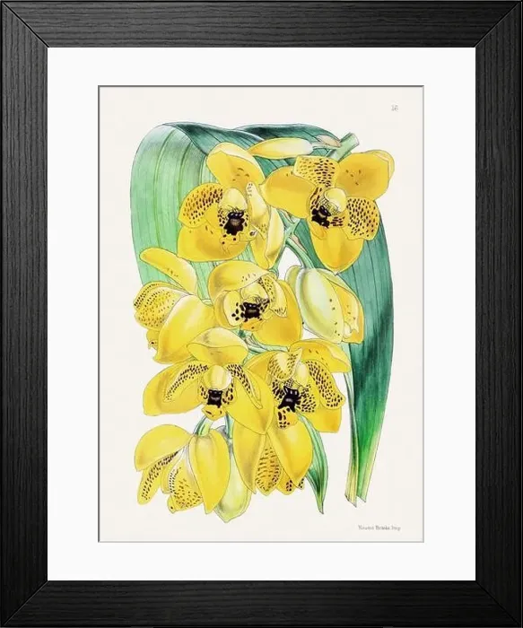 Framed Print : Vintage flower illustration Framed Print : Vintage flower illustration