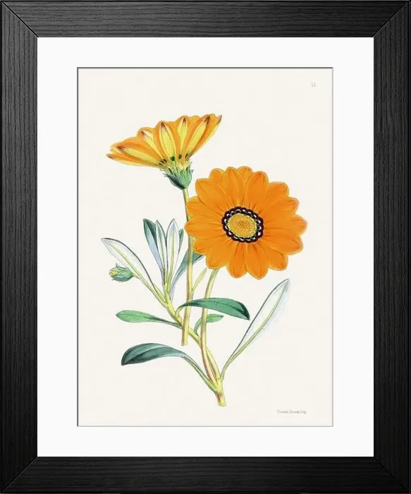 Framed Print : Vintage flower illustration Framed Print : Vintage flower illustration