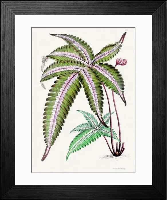 Framed Print : Vintage flower illustration Framed Print : Vintage flower illustration