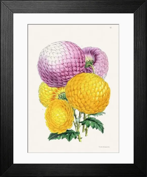 Framed Print : Vintage flower illustration Framed Print : Vintage flower illustration