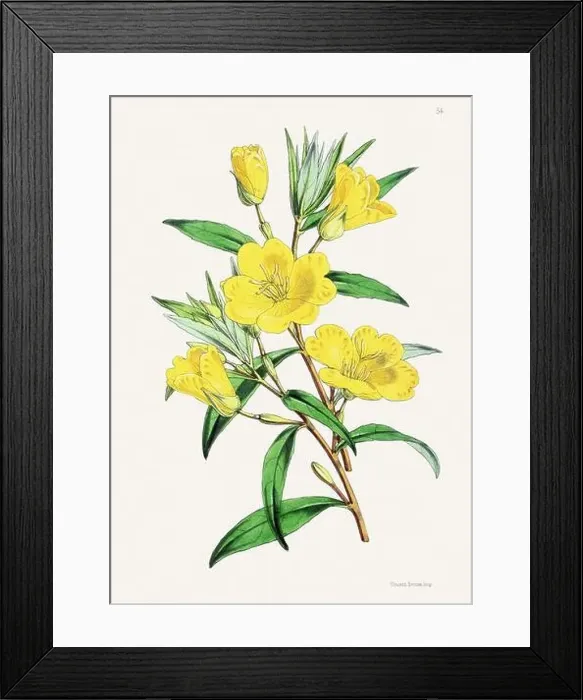 Framed Print : Vintage flower illustration Framed Print : Vintage flower illustration