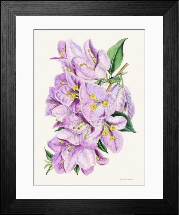 Framed Print : Vintage flower illustration Framed Print : Vintage flower illustration