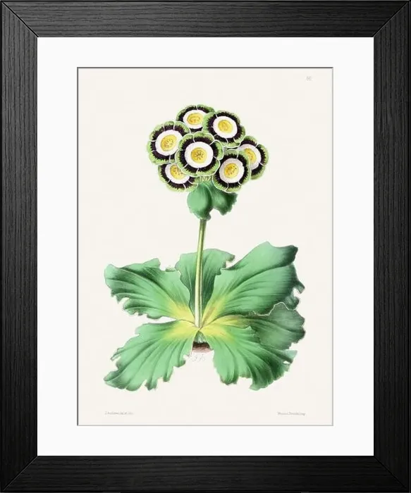 Framed Print : Vintage flower illustration Framed Print : Vintage flower illustration