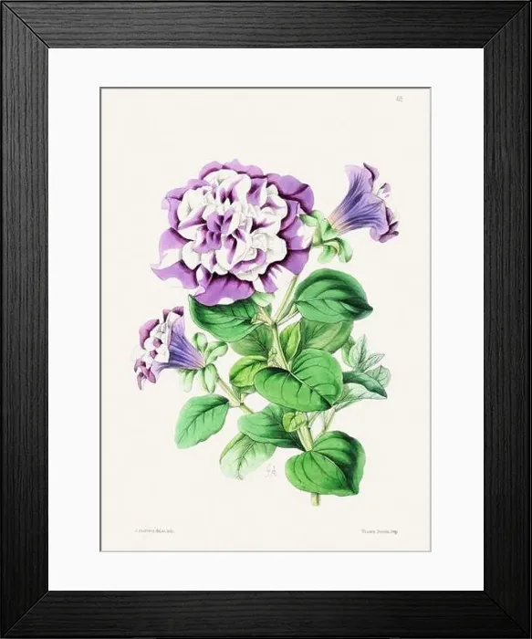 Framed Print : Vintage flower illustration Framed Print : Vintage flower illustration