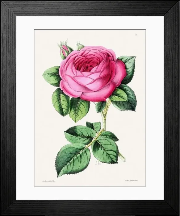 Framed Print : Vintage flower illustration Framed Print : Vintage flower illustration