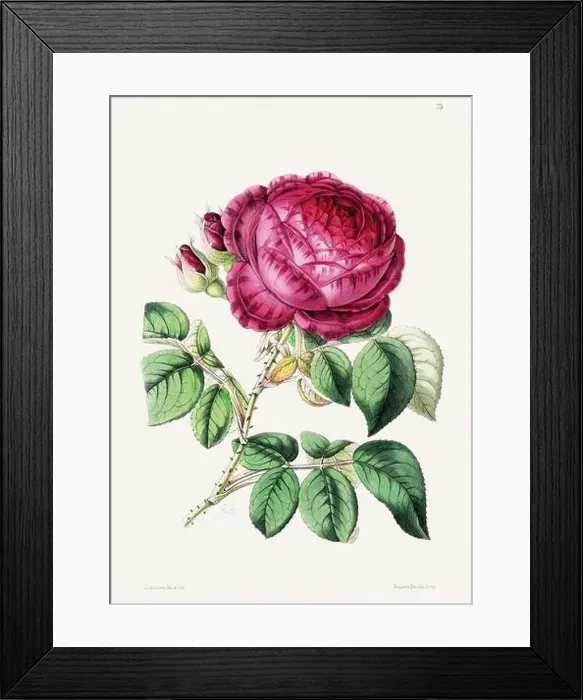Framed Print : Vintage flower illustration Framed Print : Vintage flower illustration