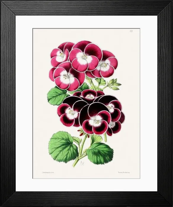Framed Print : Vintage flower illustration Framed Print : Vintage flower illustration