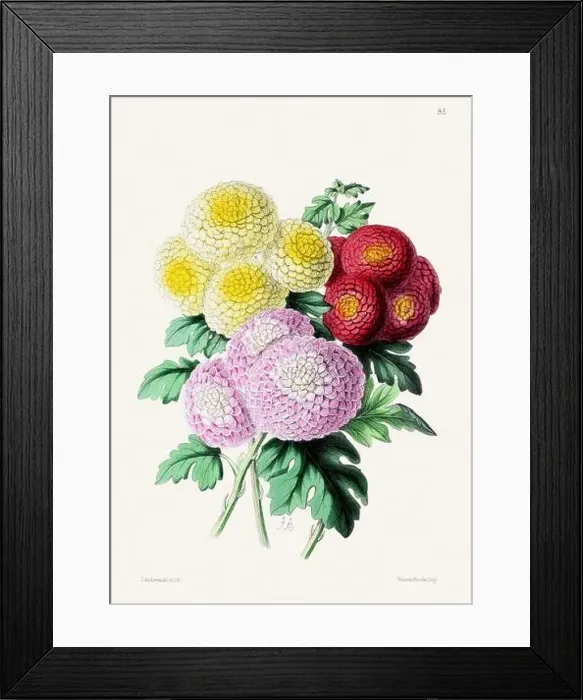 Framed Print : Vintage flower illustration Framed Print : Vintage flower illustration