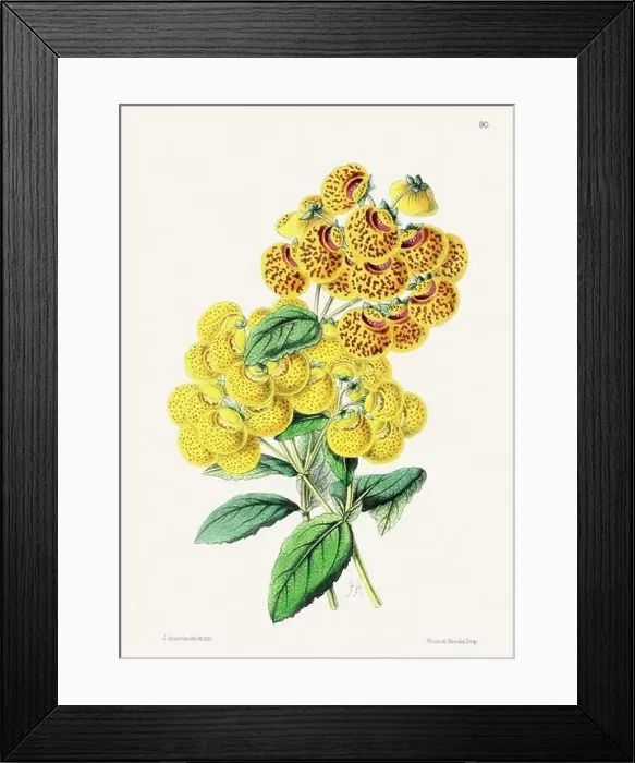 Framed Print : Vintage flower illustration Framed Print : Vintage flower illustration