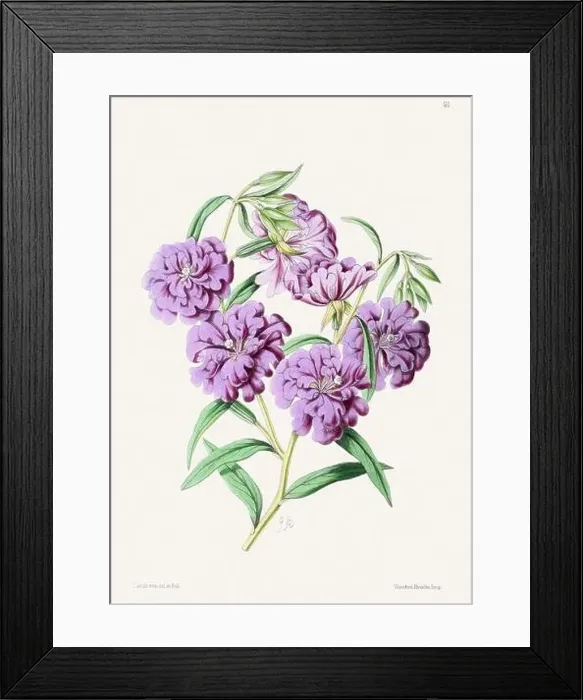 Framed Print : Vintage flower illustration Framed Print : Vintage flower illustration