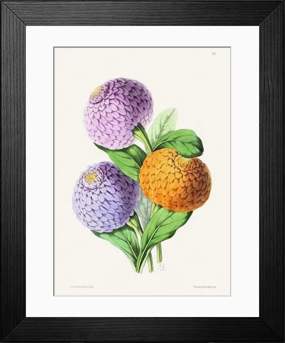 Framed Print : Vintage flower illustration Framed Print : Vintage flower illustration