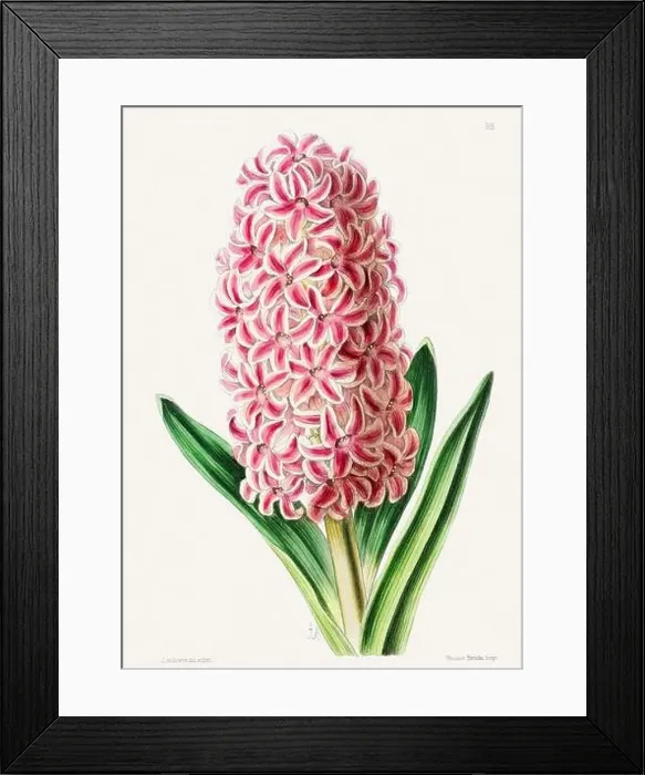 Framed Print : Vintage flower illustration Framed Print : Vintage flower illustration