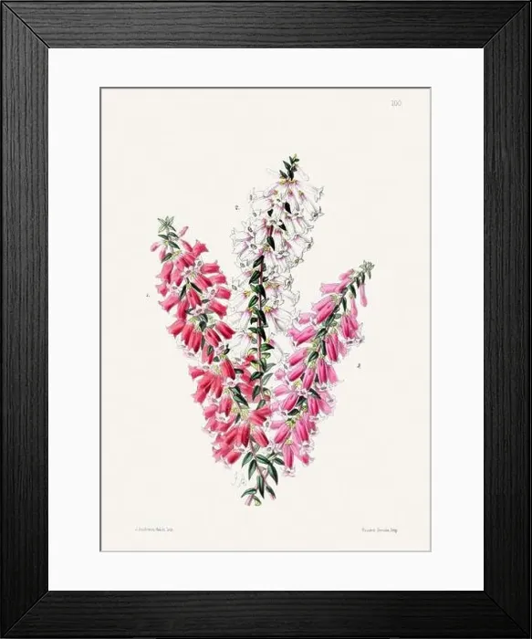 Framed Print : Vintage flower illustration Framed Print : Vintage flower illustration