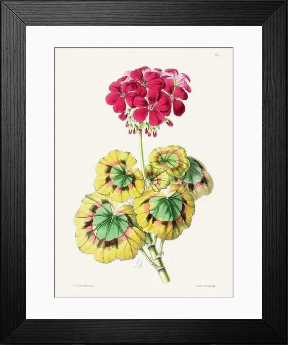 Framed Print : Vintage flower illustration Framed Print : Vintage flower illustration