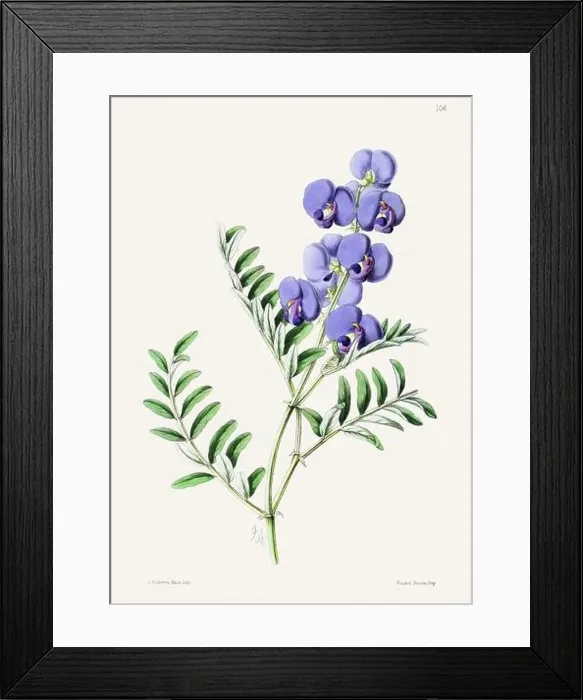 Framed Print : Vintage flower illustration Framed Print : Vintage flower illustration