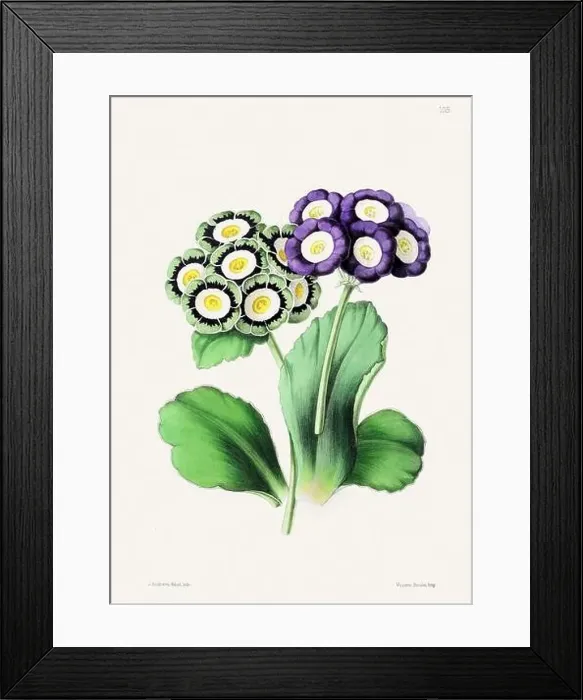 Framed Print : Vintage flower illustration Framed Print : Vintage flower illustration