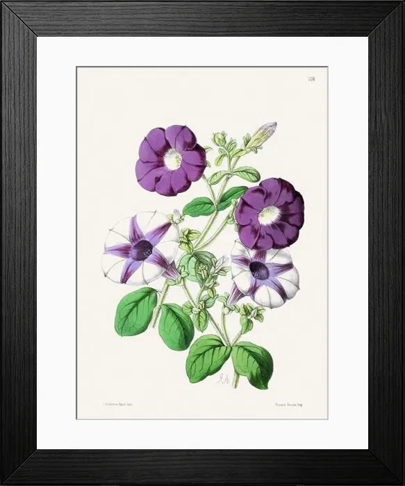 Framed Print : Vintage flower illustration