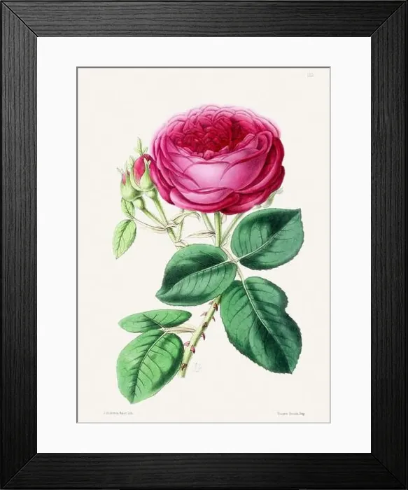 Framed Print : Vintage flower illustration Framed Print : Vintage flower illustration