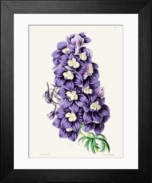 Framed Print : Vintage flower illustration Framed Print : Vintage flower illustration