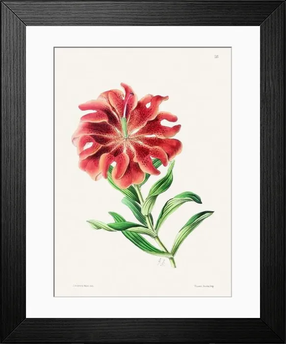 Framed Print : Vintage flower illustration Framed Print : Vintage flower illustration