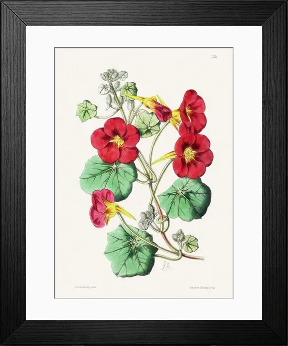 Framed Print : Vintage flower illustration Framed Print : Vintage flower illustration