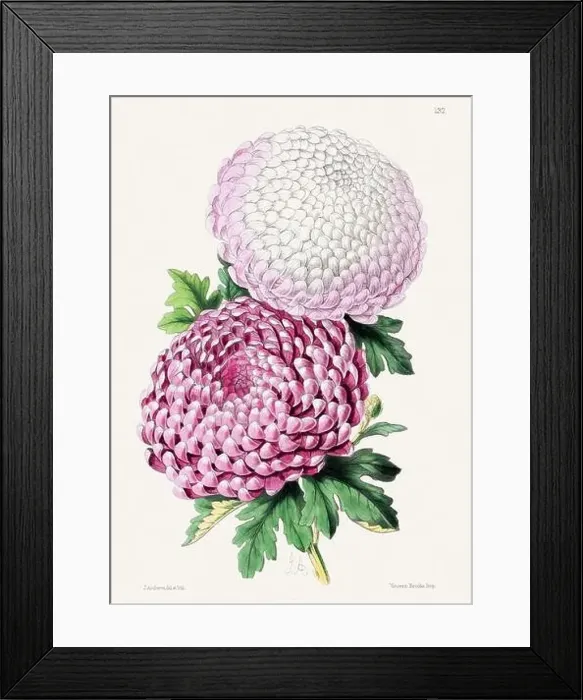 Framed Print : Vintage flower illustration Framed Print : Vintage flower illustration