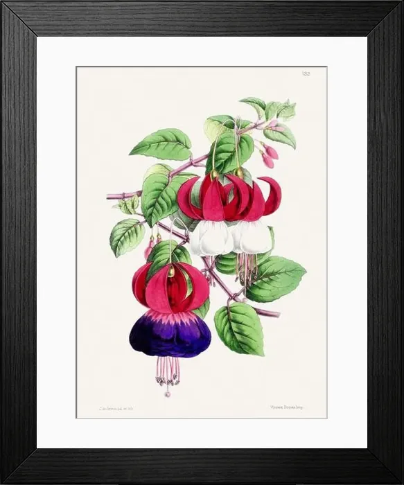 Framed Print : Vintage flower illustration Framed Print : Vintage flower illustration