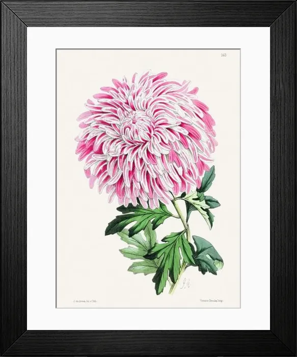 Framed Print : Vintage flower illustration Framed Print : Vintage flower illustration
