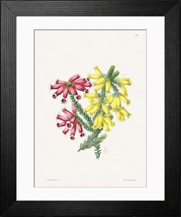 Framed Print : Vintage flower illustration Framed Print : Vintage flower illustration