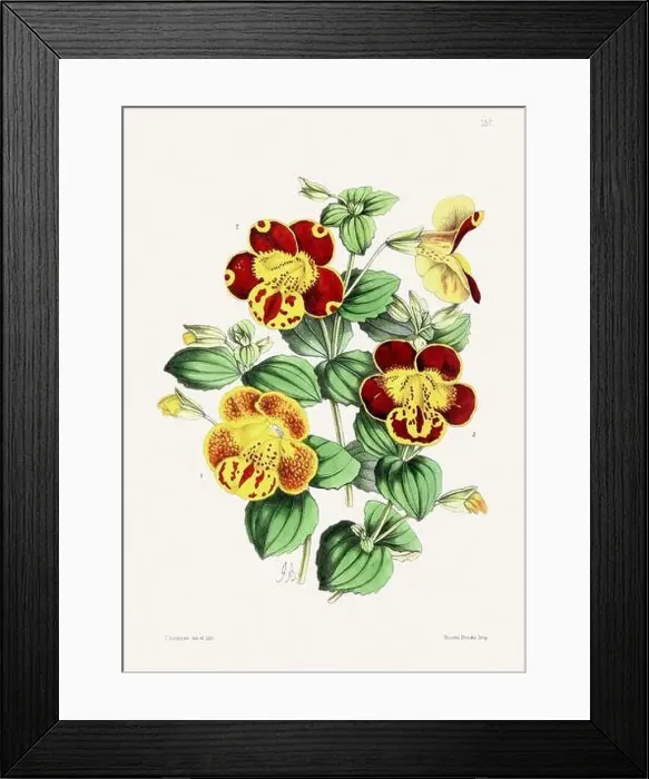 Framed Print : Vintage flower illustration