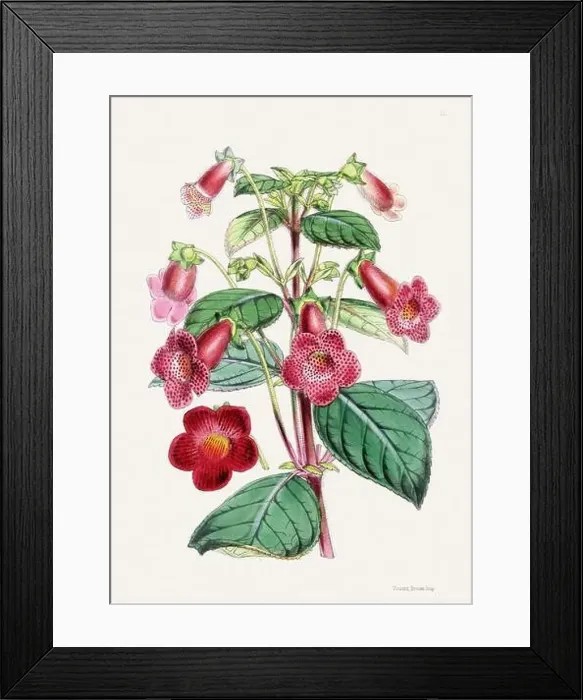 Framed Print : Vintage flower illustration Framed Print : Vintage flower illustration