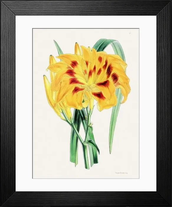 Framed Print : Vintage flower illustration Framed Print : Vintage flower illustration
