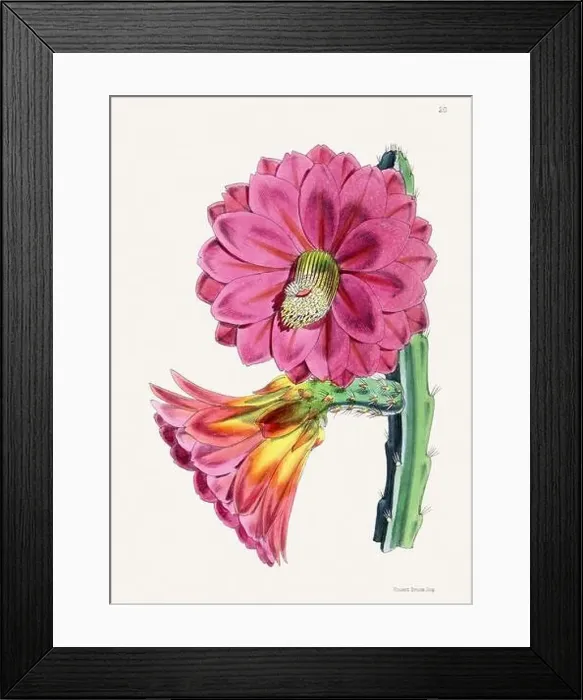Framed Print : Vintage flower illustration Framed Print : Vintage flower illustration