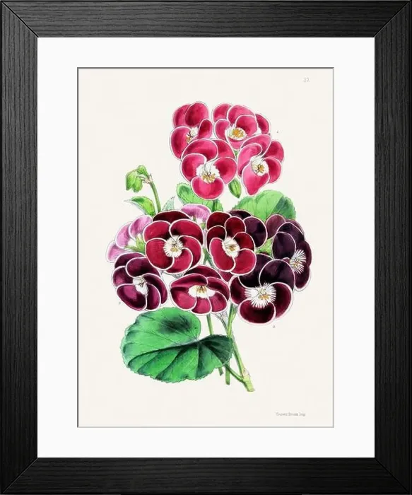 Framed Print : Vintage flower illustration