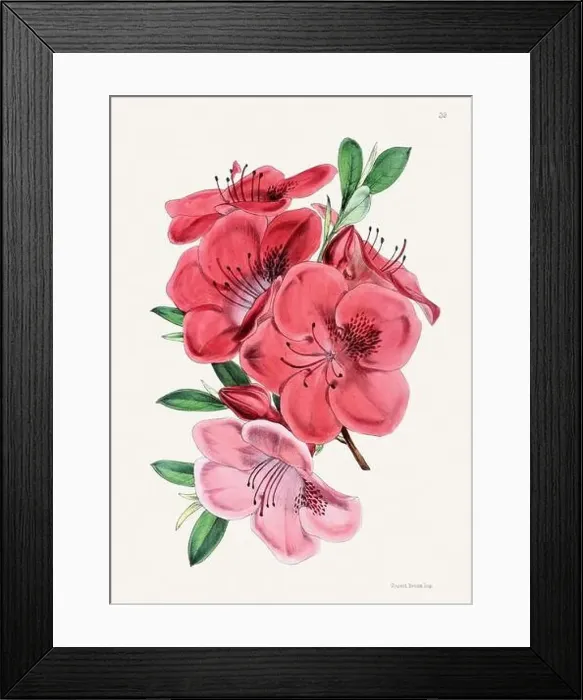 Framed Print : Vintage flower illustration