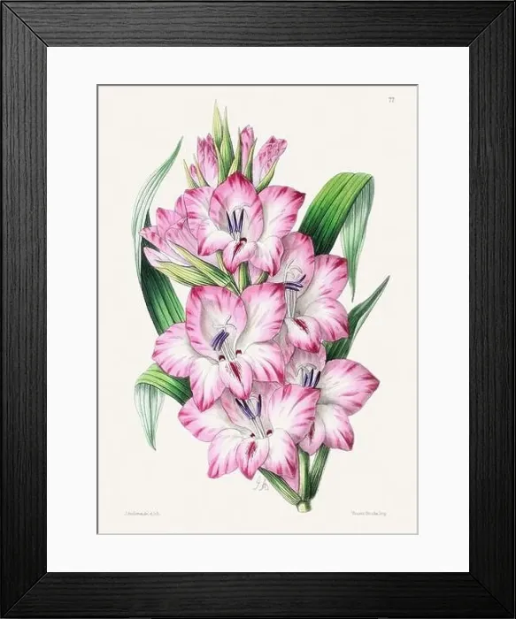 Framed Print : Vintage flower illustration Framed Print : Vintage flower illustration