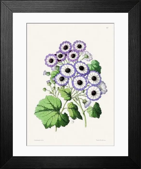 Framed Print : Vintage flower illustration