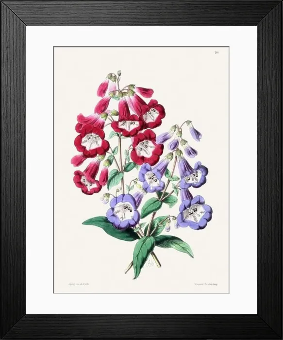 Framed Print : Vintage flower illustration Framed Print : Vintage flower illustration