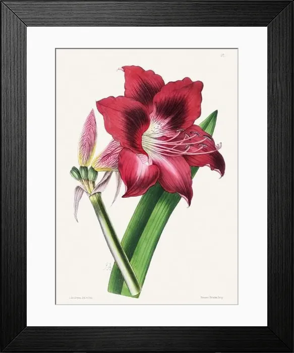 Framed Print : Vintage flower illustration Framed Print : Vintage flower illustration