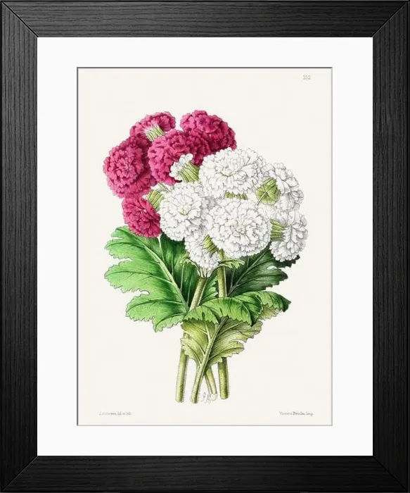 Framed Print : Vintage flower illustration
