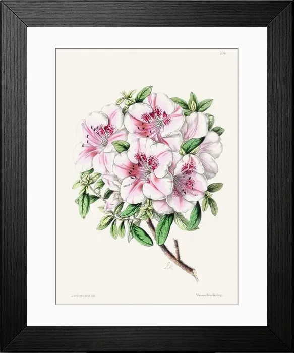 Framed Print : Vintage flower illustration Framed Print : Vintage flower illustration