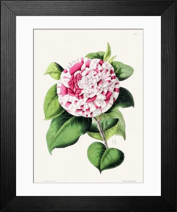 Framed Print : Vintage flower illustration