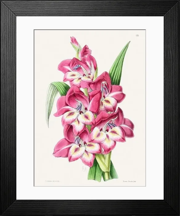 Framed Print : Vintage flower illustration Framed Print : Vintage flower illustration