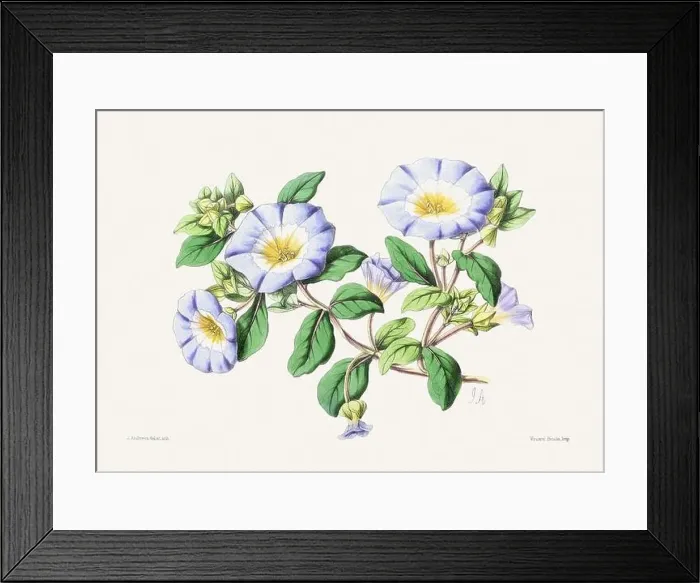 Framed Print : Vintage flower illustration Framed Print : Vintage flower illustration
