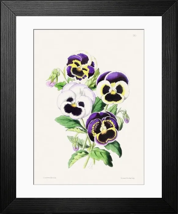 Framed Print : Vintage flower illustration Framed Print : Vintage flower illustration