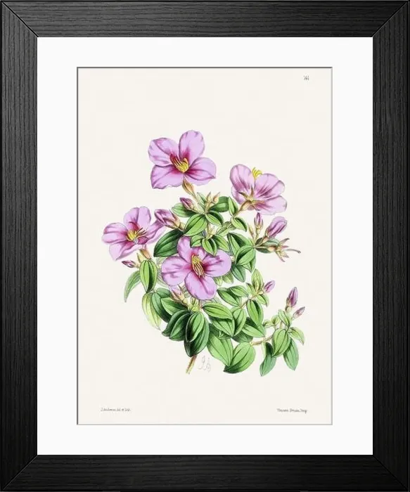 Framed Print : Vintage flower illustration Framed Print : Vintage flower illustration