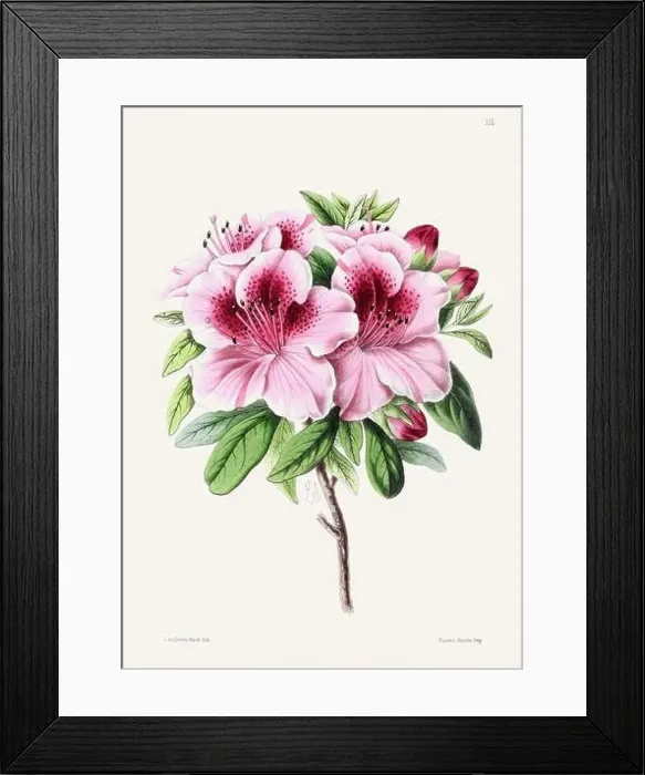 Framed Print : Vintage flower illustration Framed Print : Vintage flower illustration